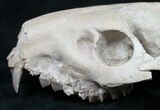 Oreodont (Merycoidodon gracilis) Partial Skull #8852-1